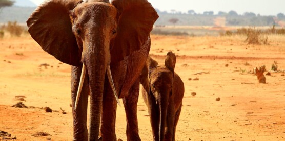 On the Trail of Iconic Animals: Unforgettable Safari in Toubkal Reserve, Morocco