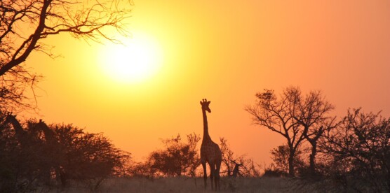 Remote and Remarkable: Discovering the Secrets of Liuwa Plain National Park, Zambie